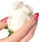 Manicure, hands & spa. Beautiful woman hands, soft skin, beautiful nails with white rose flower. Healthy woman hands. Beauty