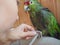 Manicure parrot. Manicure pet. Amazon parrot after a shower, sharpening his claws.