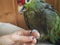 Manicure parrot. Manicure pet. Amazon parrot after a shower, sharpening his claws.