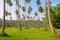 Manicured lawn with coconut trees - Espiritu Santo