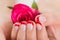 Manicured Nail With Nail Varnish Holding Rose