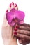 Manicured nails caress dark pink flower pedals