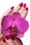 Manicured nails caress dark pink flower pedals