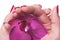 Manicured nails caress dark pink flower pedals