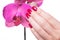 Manicured nails caress dark pink flower pedals