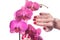 Manicured nails caress dark pink flower pedals