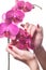 Manicured nails caress dark pink flower pedals