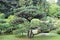 A Manicured Pine Tree in a Japanese Garden in Washington, USA