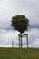 Manicured Tilia tree on a green grass lawn hill of the Garden of Venus with a blue sky and white grey clouds background