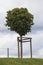 Manicured Tilia tree on a green grass lawn hill of the Garden of Venus with a blue sky and white grey clouds background