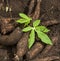 Manihot esculenta - Cassava harvest on the ground with the plant leaf