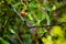 Manila fruits,Red ripe Manila tamarind or Pithecellobium dulce fruit on tree in nature green background