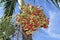 Manila palm tree fruits, Adonidia merrillii, Rio