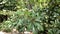 Manilkara zapota plant commonly known as sapodilla sapote, naseberry, nispero or chicle, the fruit is round with rough brown skin