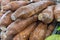 Manioc or cassava (Manihot esculenta) for sale at local farmers market in Lisbon
