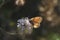 Maniola jurtina,  macrophotography - butterfly on a pink flower