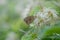 Maniola jurtina, Meadow brown