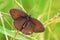 Maniola jurtina , The meadow brown butterfly