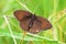 Maniola jurtina , The meadow brown butterfly