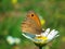 Maniola jurtina , The meadow brown butterfly honey suckling on flower