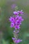 Manipulated Macrophotography of purple flower, purple loosestrife,  with smooth blur background