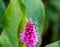 Manipulated Purple flower, Persicaria, with entangled flying seed, coarse background bokeh