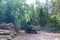 A manipulator car folds trees for transportation, loading logs into a truck