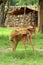 Manipuri Deer