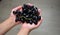 Manisa grape kept in hand