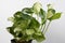 Manjula Pothos Isolated on a White Background