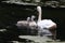 Manky mallard duck on the water . reflections