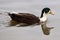 Manky mallard duck on the water . reflections