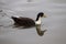 Manky mallard duck on the water . reflections