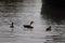 Manky mallard duck on the water . reflections