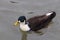 Manky mallard duck on the water . reflections