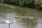 Manky mallard duck on the water . reflections