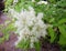 Manna ash or South European flowering ash