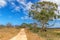 Manna Gum Drive, Cape Otway, Australia