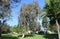 Manna Gum Eucalyptus tree in Laguna Woods, California.