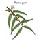 Manna, or ribbon, or white gum Eucalyptus viminalis , medicinal plant