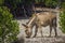 Mannar donkey in Kalpitiya, Sri Lanka