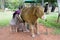 Mannequin woman milking a fake cow