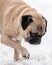Mannix the Pug playing in the snow