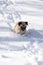 Mannix the Pug playing in the snow