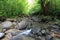 Manoa fall stream in the lush tropical rainforest