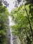 Manoa Falls on the island of Oahu