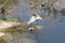 A manoeuvering bird on hunt and gets a huge fish which happened little later. A master piece of pond heron catch moment.