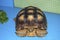 manouria emys asian forest tortoise turtle