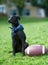 Mans best friend. A black canine sitting in a garden with a ball beside him.