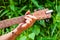 Mans hand holding chord E on a wooden acoustic guitar neck fretboard on scenic green flora background